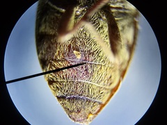 Epitragodes tomentosus