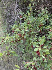 Crataegus rivularis