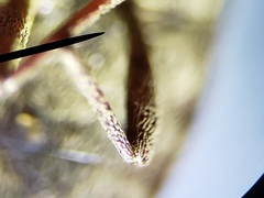 Epitragodes tomentosus