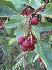Crataegus rivularis