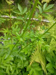 Valeriana officinalis sambucifolia