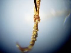 Epitragodes tomentosus