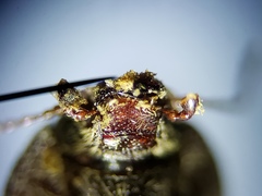 Epitragodes tomentosus