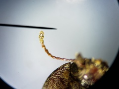 Epitragodes tomentosus