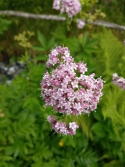 Valeriana officinalis sambucifolia