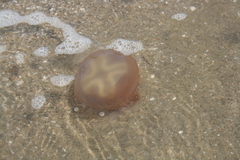 Catostylidae