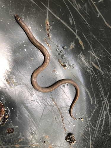 Photo of a Yucatecan Dwarf Short-tail Snake (Tantillita canula)