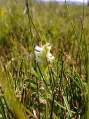 Spiranthes diluvialis