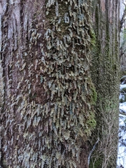 Hymenophyllum applanatum