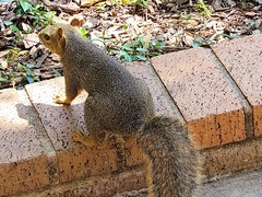 Sciurus niger