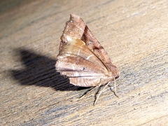 Selenia alciphearia
