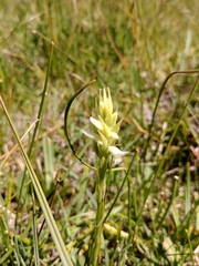 Spiranthes diluvialis