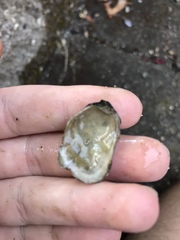 Ostrea lurida