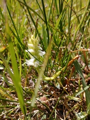 Spiranthes diluvialis