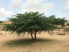 Acacia