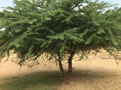 Acacia