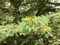 Acacia