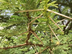 Acacia