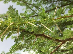 Acacia