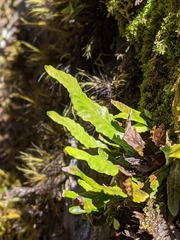 Notogrammitis angustifolia nothofageti