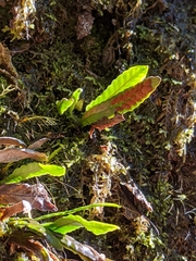 Notogrammitis angustifolia nothofageti