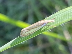 Crambus satrapellus