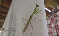 Stagmomantis nahua