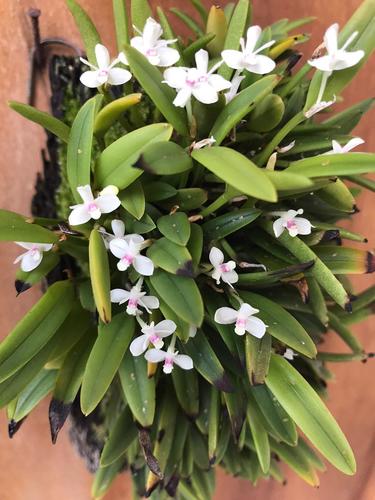 Dendrobium albiflorum Ridl. 2