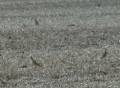 Oreopholus ruficollis