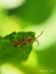 Teleonemia scrupulosa