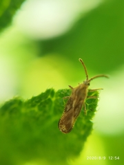 Teleonemia scrupulosa