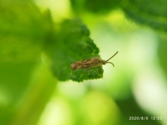 Teleonemia scrupulosa