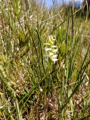 Spiranthes diluvialis