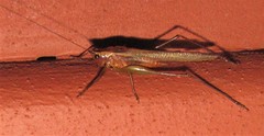 Conocephalus attenuatus