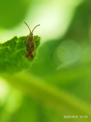 Teleonemia scrupulosa