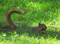 Sciurus niger