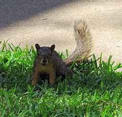 Sciurus niger