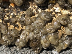 Molgula manhattensis