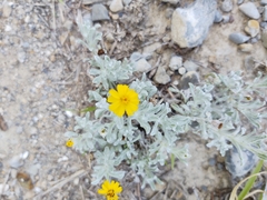 Thymophylla micropoides