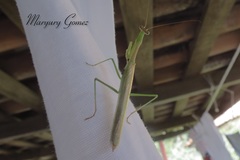 Stagmomantis nahua