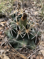 Coryphantha robustispina scheeri