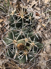 Coryphantha robustispina scheeri