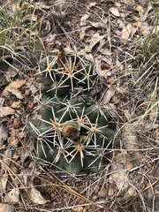Coryphantha robustispina scheeri