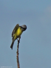 Tyrannus melancholicus