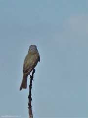 Tyrannus melancholicus