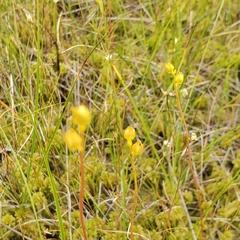 Utricularia