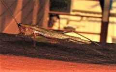 Conocephalus attenuatus