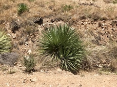 Yucca schottii