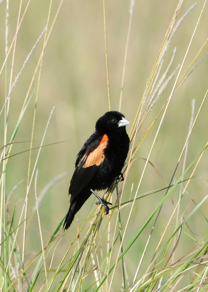 Fan-tailed Widowbird photo