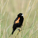 Fan-tailed Widowbird - Photo (c) janaohrner, some rights reserved (CC BY-NC), uploaded by janaohrner